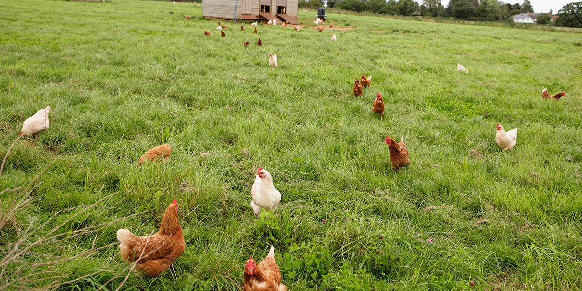 Liberar a las gallinas